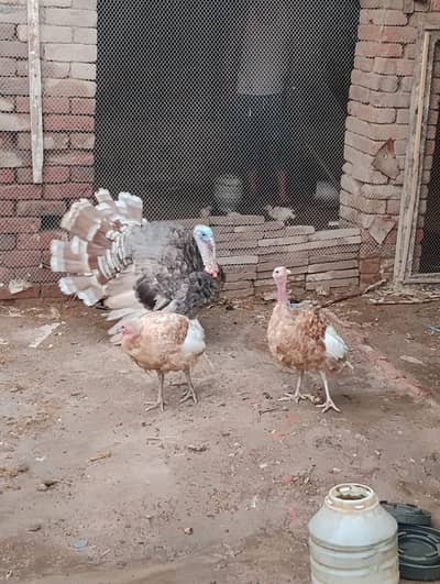 1 Male Bronze, 3 females turkey