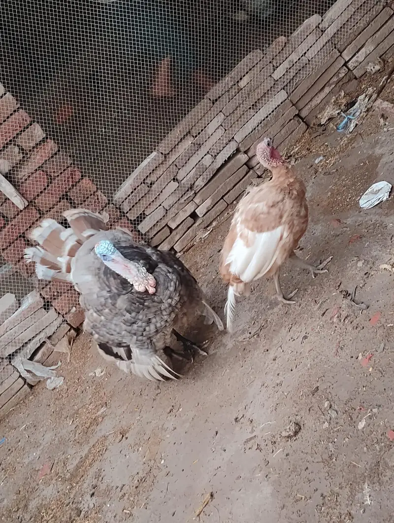 1 Male Bronze, 3 females turkey — photo 2