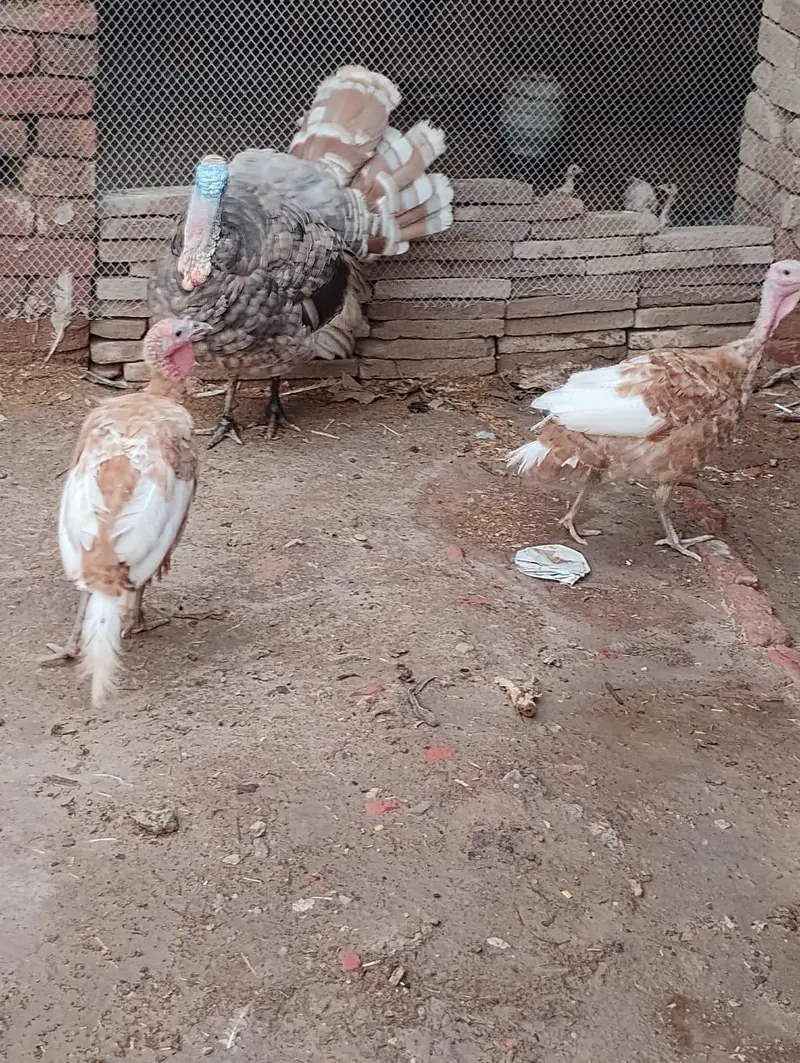 1 Male Bronze, 3 females turkey — photo 3