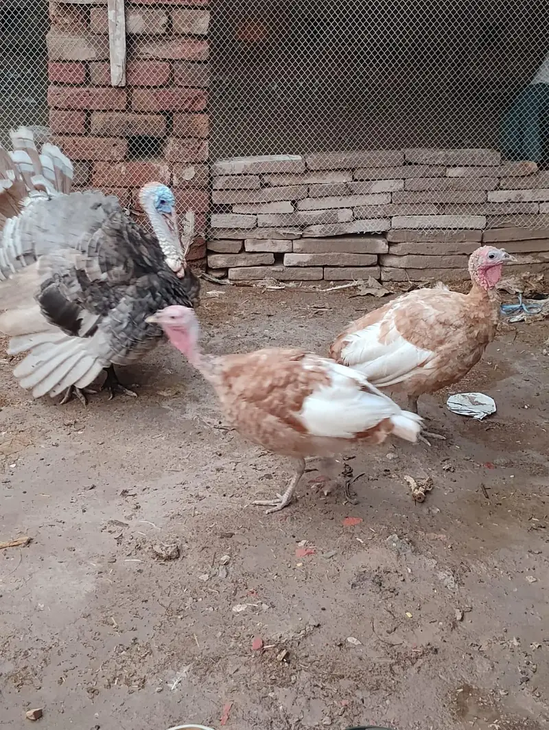 1 Male Bronze, 3 females turkey — photo 4