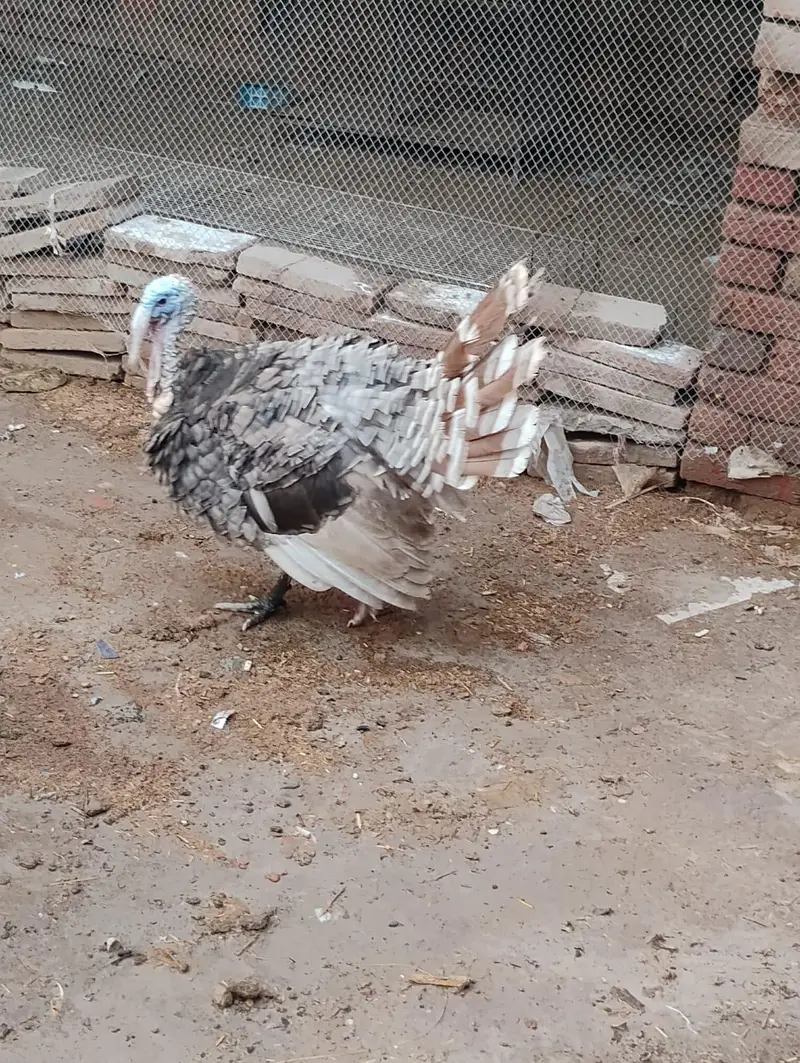 1 Male Bronze, 3 females turkey — photo 5