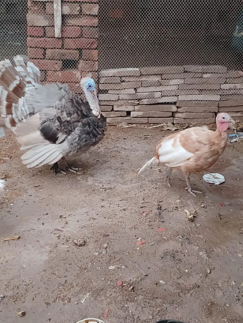 1 Male Bronze, 3 females turkey — photo 6