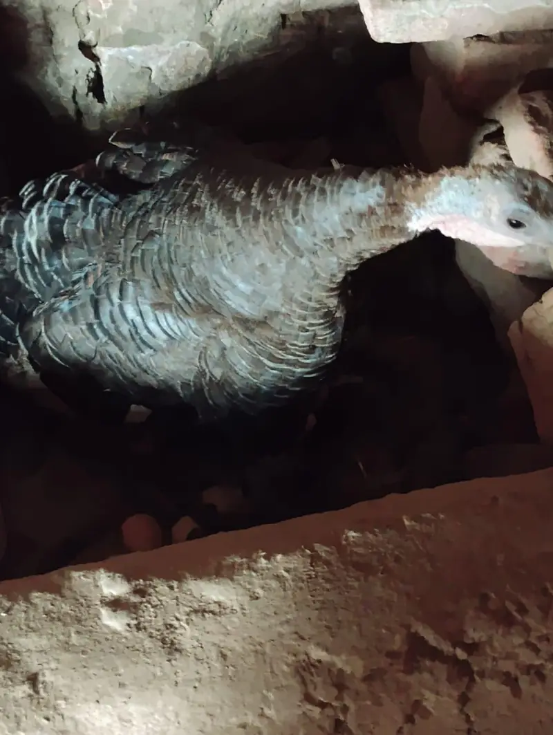 1 Male Bronze, 3 females turkey — photo 8
