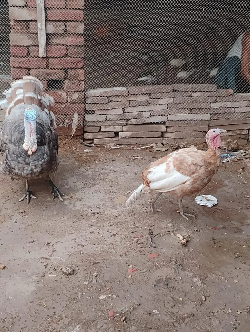 1 Male Bronze, 3 females turkey — photo 9