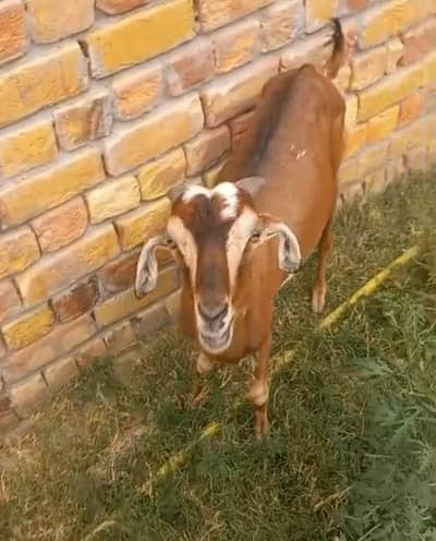 Teddi Bakri for sale