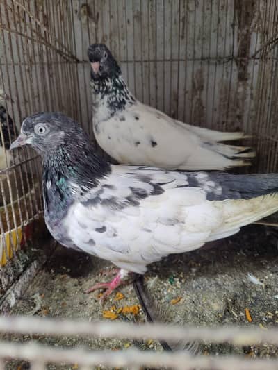 Pigeon for sale