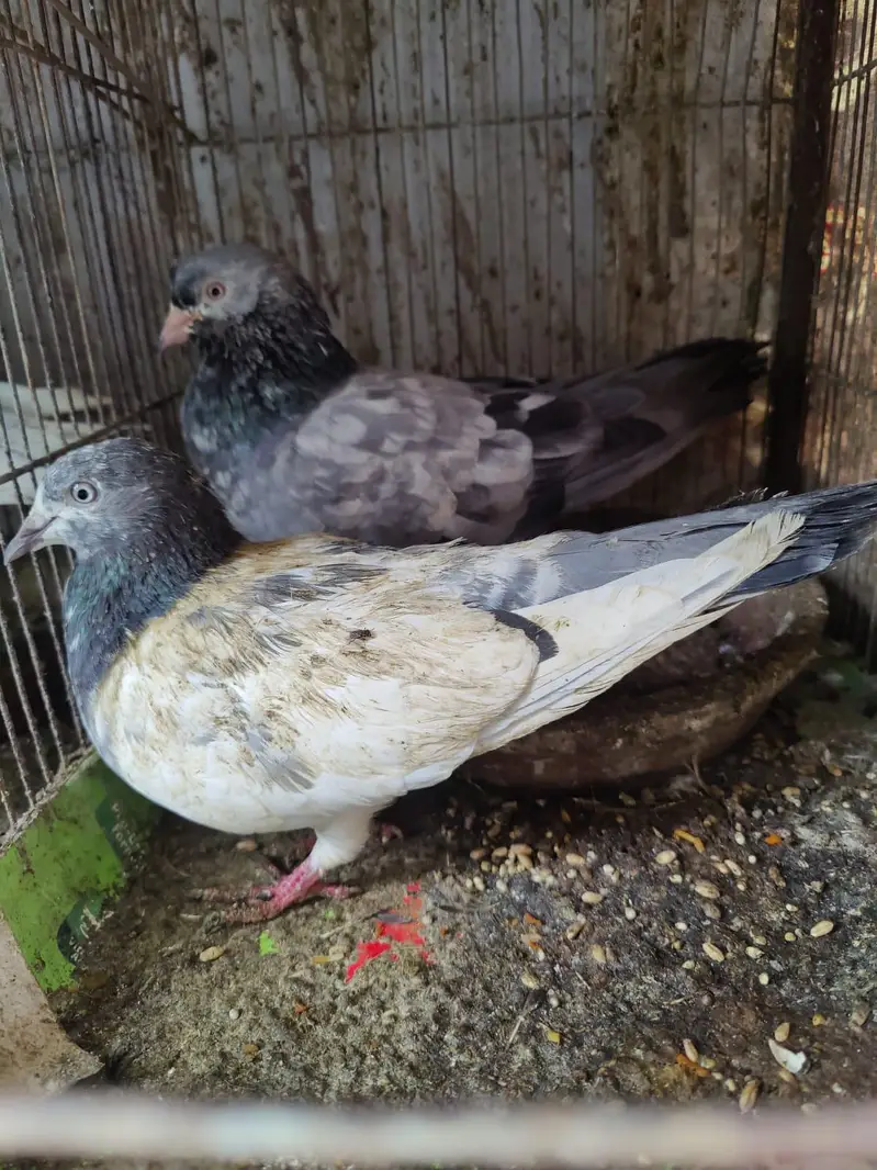 Pigeon for sale — photo 2