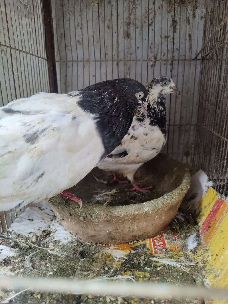 Pigeon for sale — photo 3