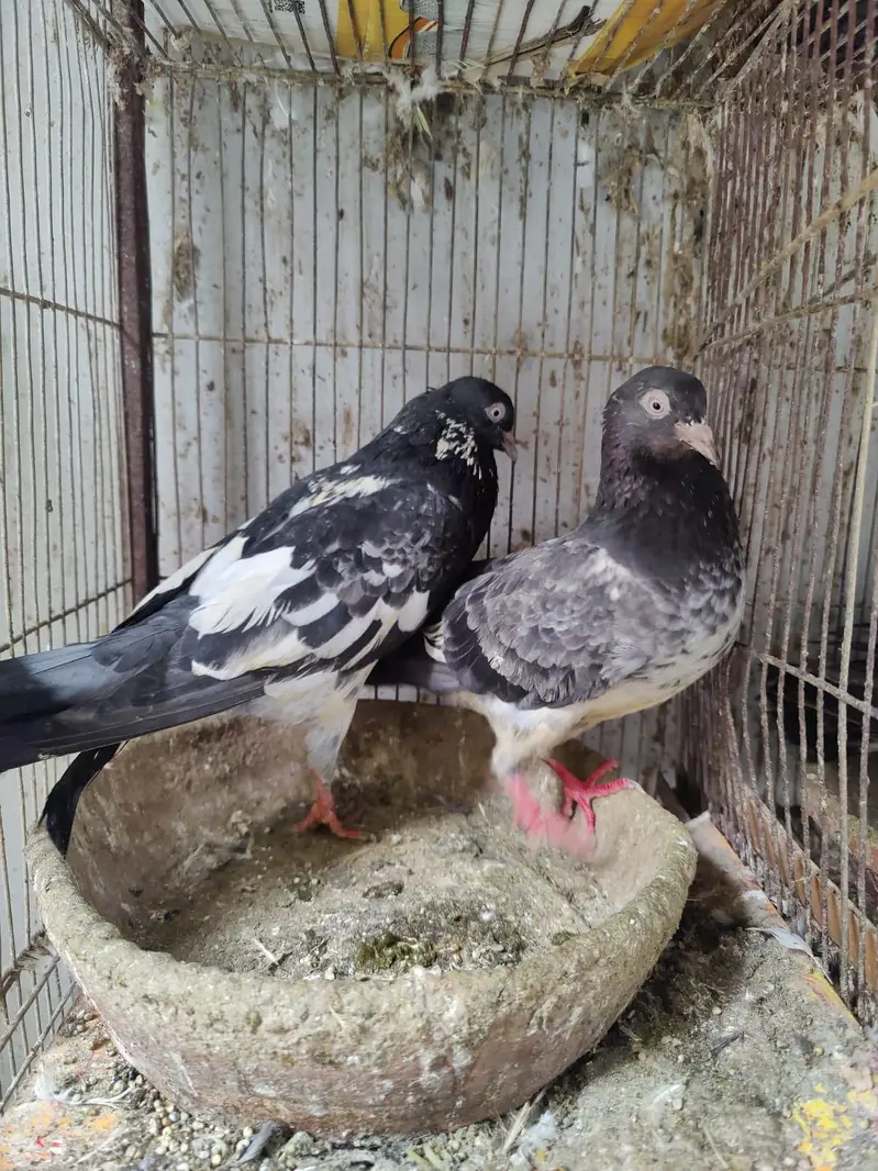 Pigeon for sale — photo 4