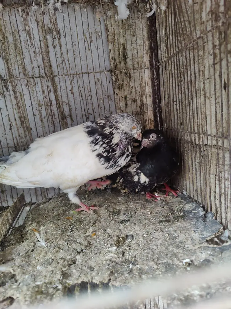 Pigeon for sale — photo 5