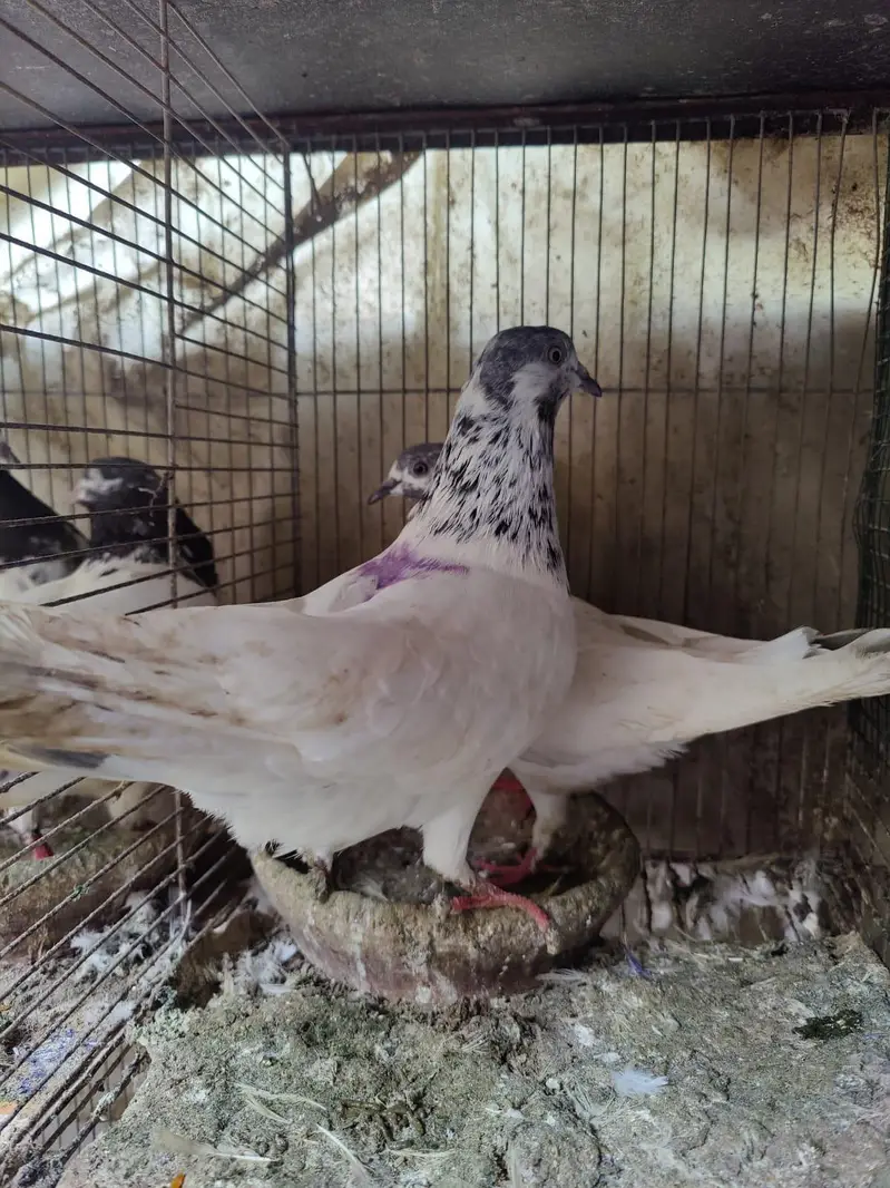 Pigeon for sale — photo 6