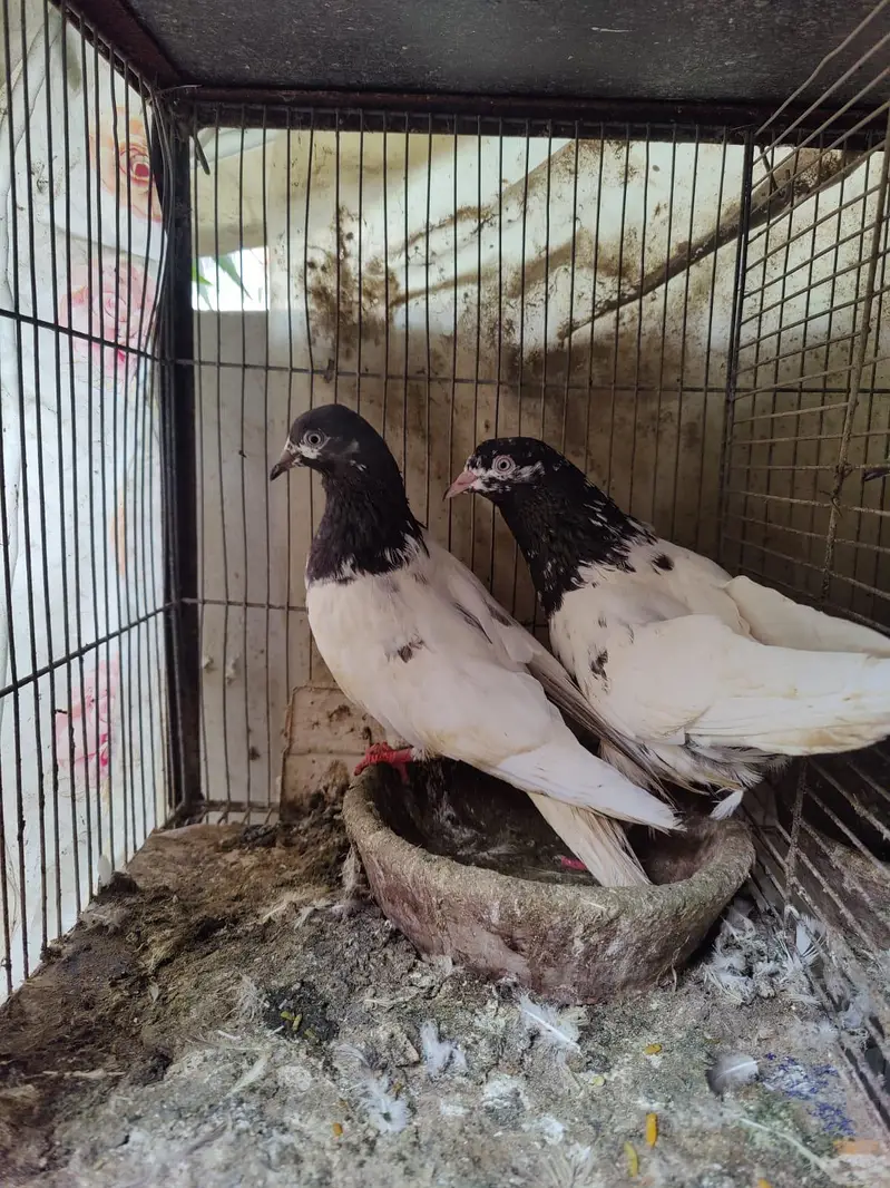 Pigeon for sale — photo 7