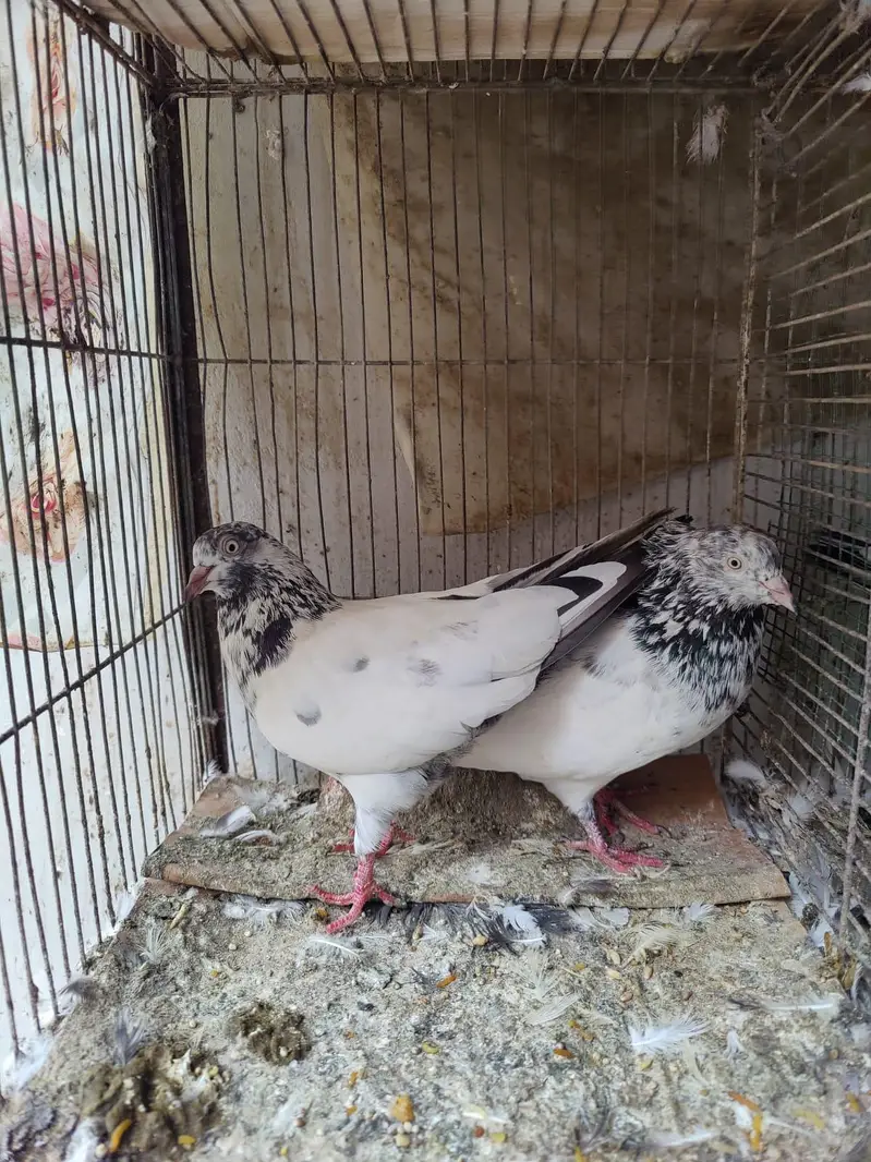 Pigeon for sale — photo 8