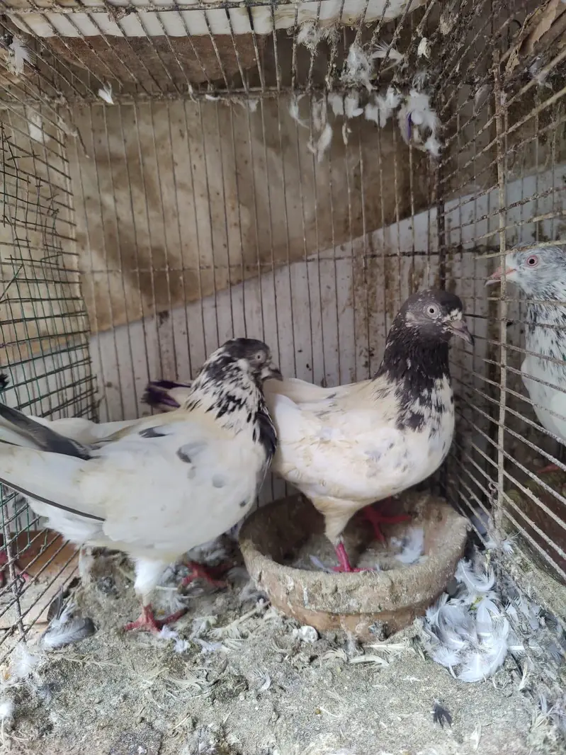 Pigeon for sale — photo 9