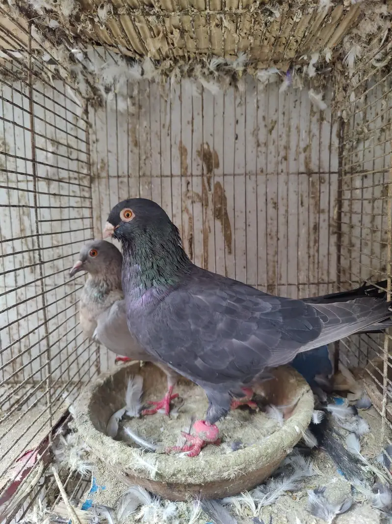 Pigeon for sale — photo 10