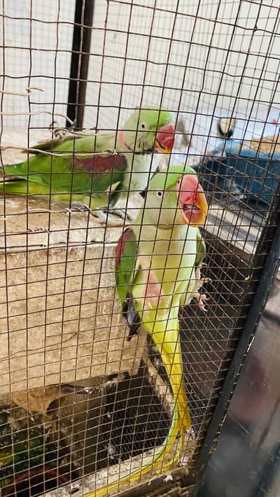 Raw parrot pair