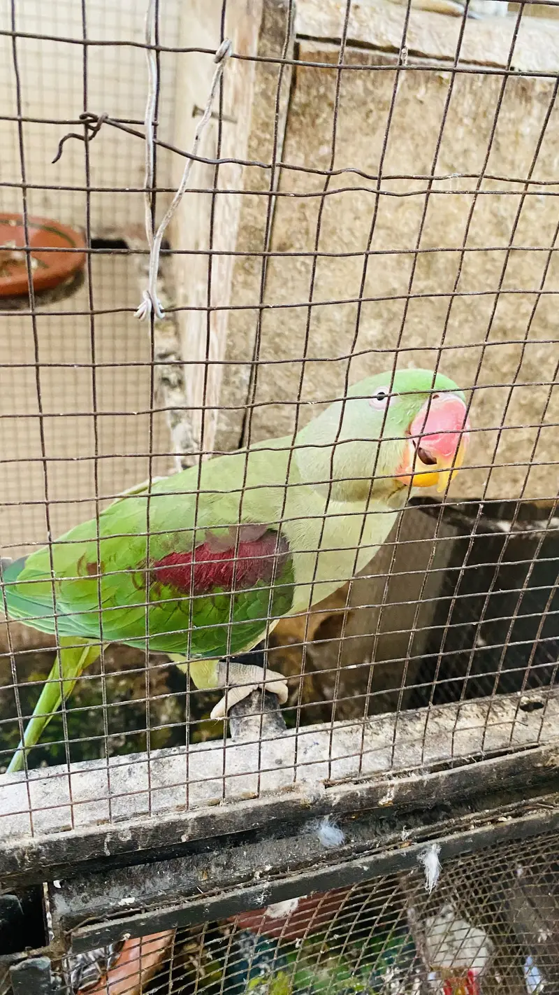 Raw parrot pair — photo 2