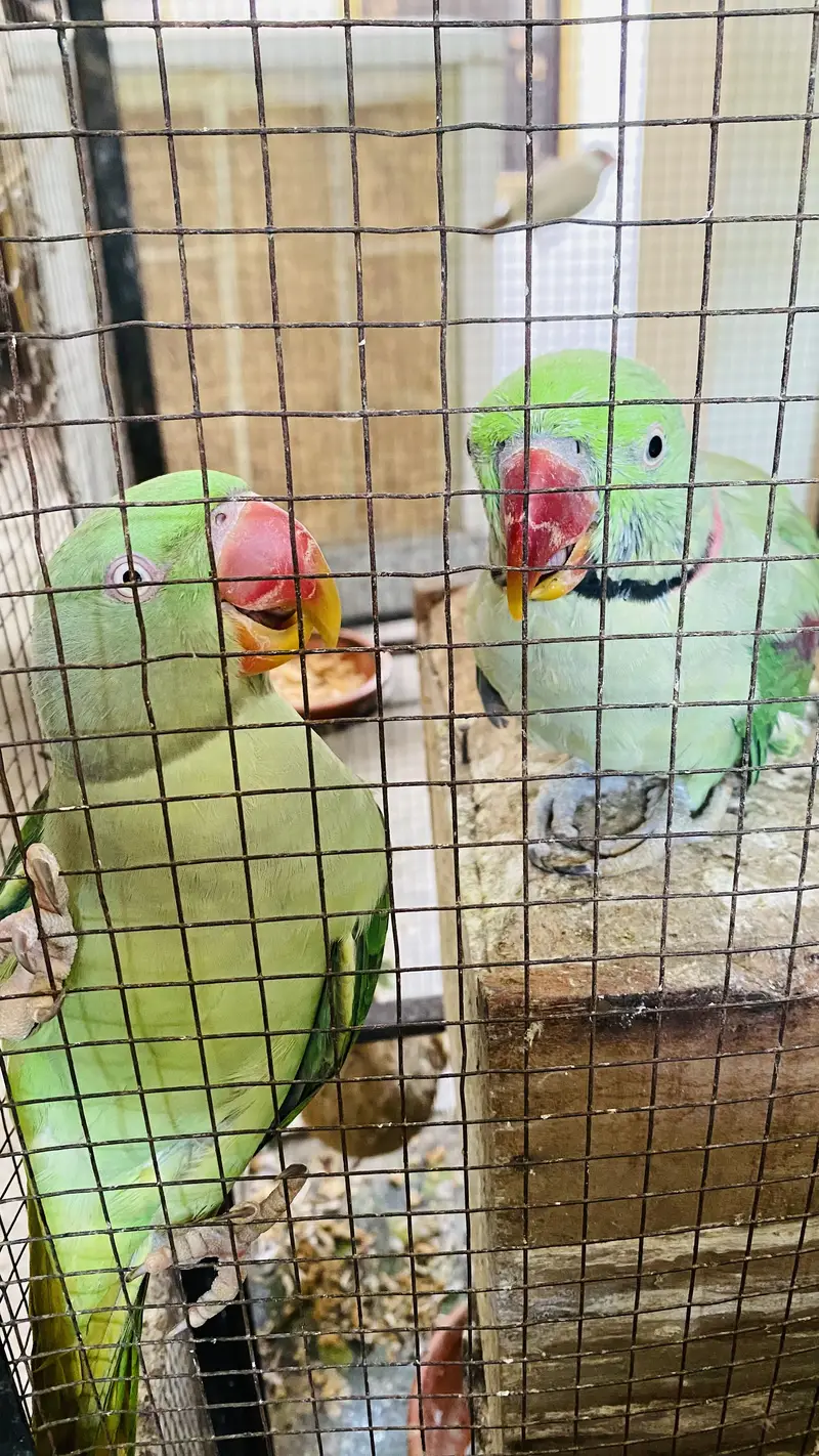 Raw parrot pair — photo 3