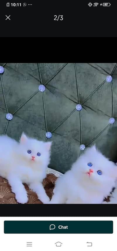 Persian cat for sale male or female my WhatsApp( 032)79)83)75)73