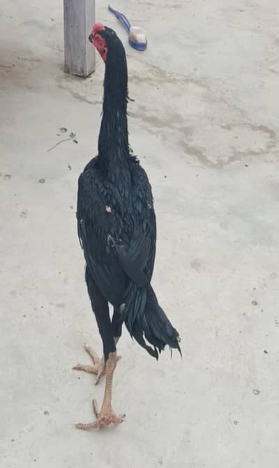 Jarman King Shamo full black mushka
