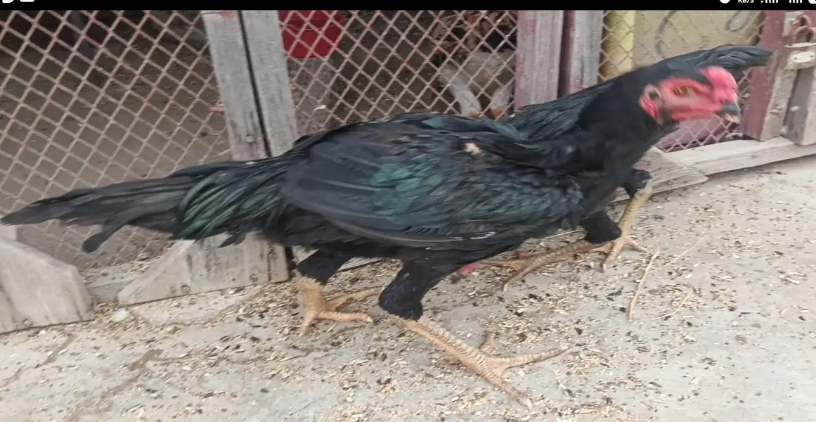 Jarman King Shamo full black mushka — photo 2