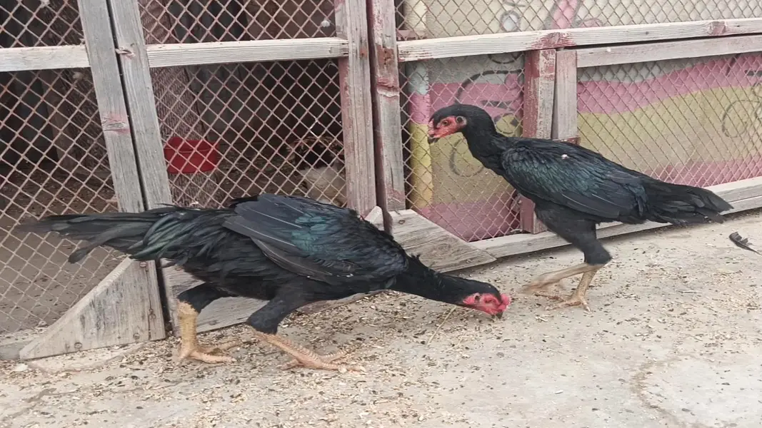 Jarman King Shamo full black mushka — photo 3