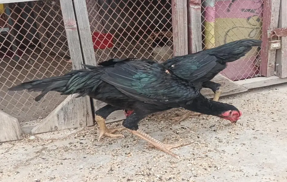 Jarman King Shamo full black mushka — photo 4