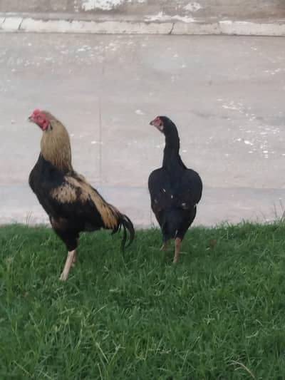 Aseel jora sawa murga mushkil madi contact 03346303838
