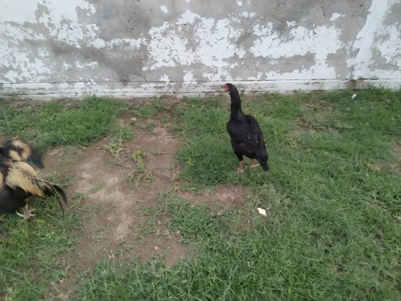 Aseel jora sawa murga mushkil madi contact 03346303838 — photo 2