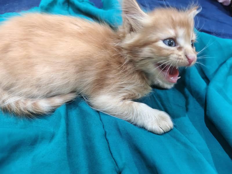 orange cat 0