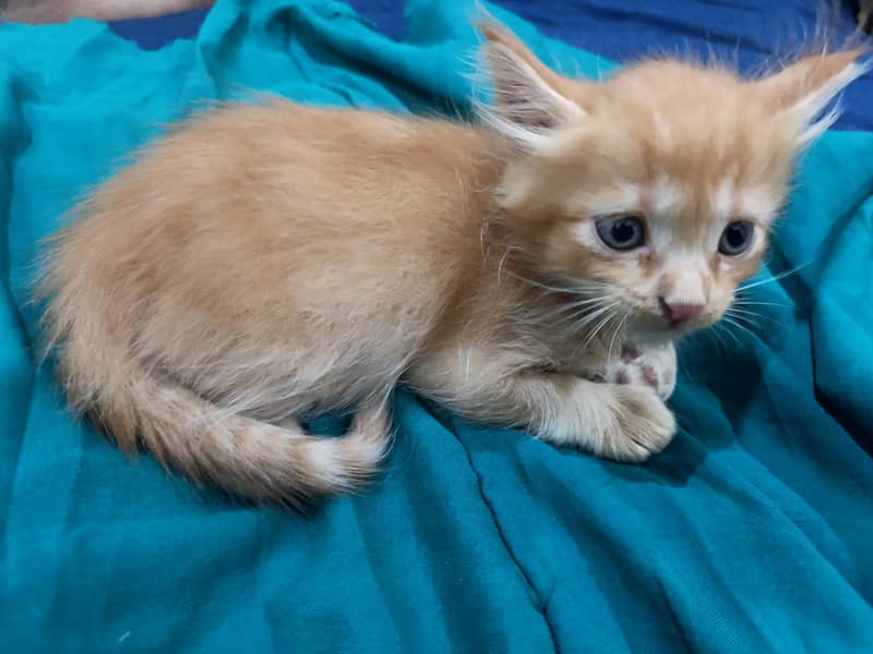orange cat 1