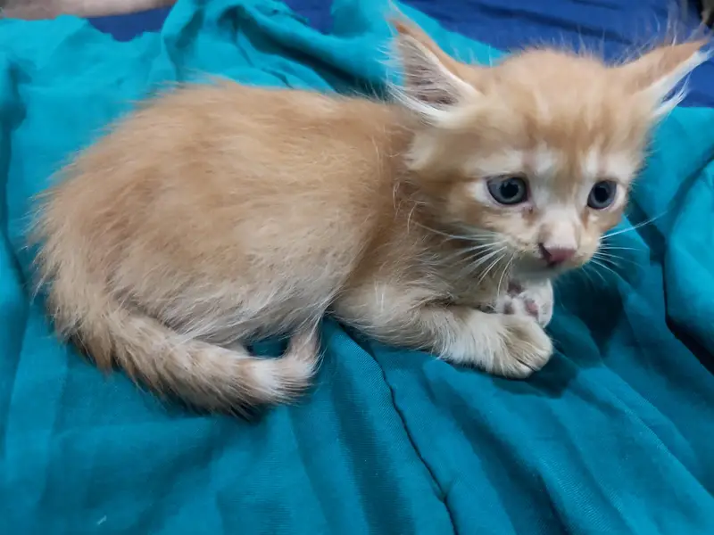 orange cat — photo 2