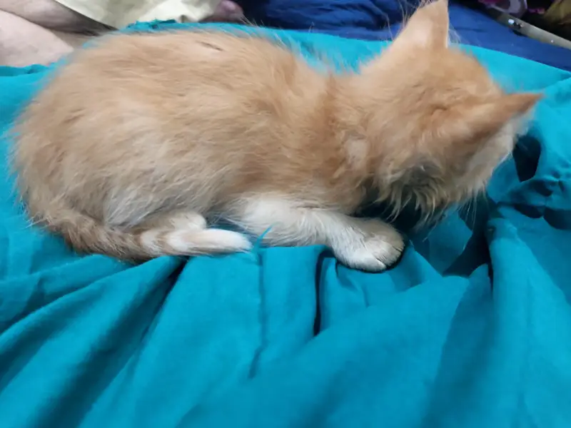 orange cat — photo 3
