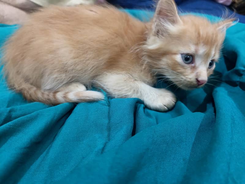 orange cat 3