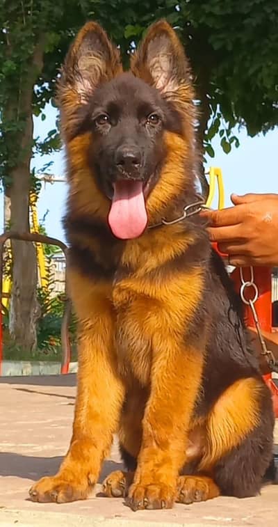 Triple coat highclass German shepherd Male