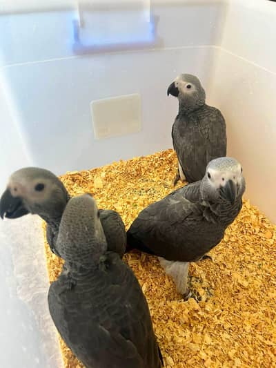 African grey parrot chicks for sale 03354887932