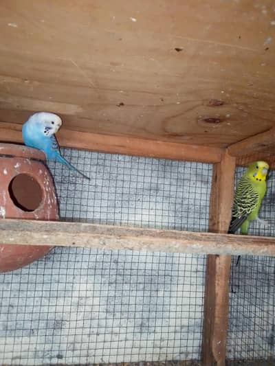 split black face breeder pair