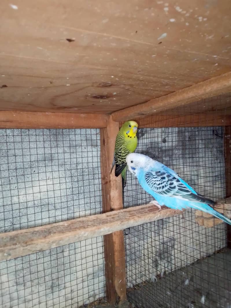 split black face breeder pair 1