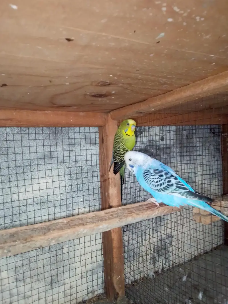 split black face breeder pair — photo 2