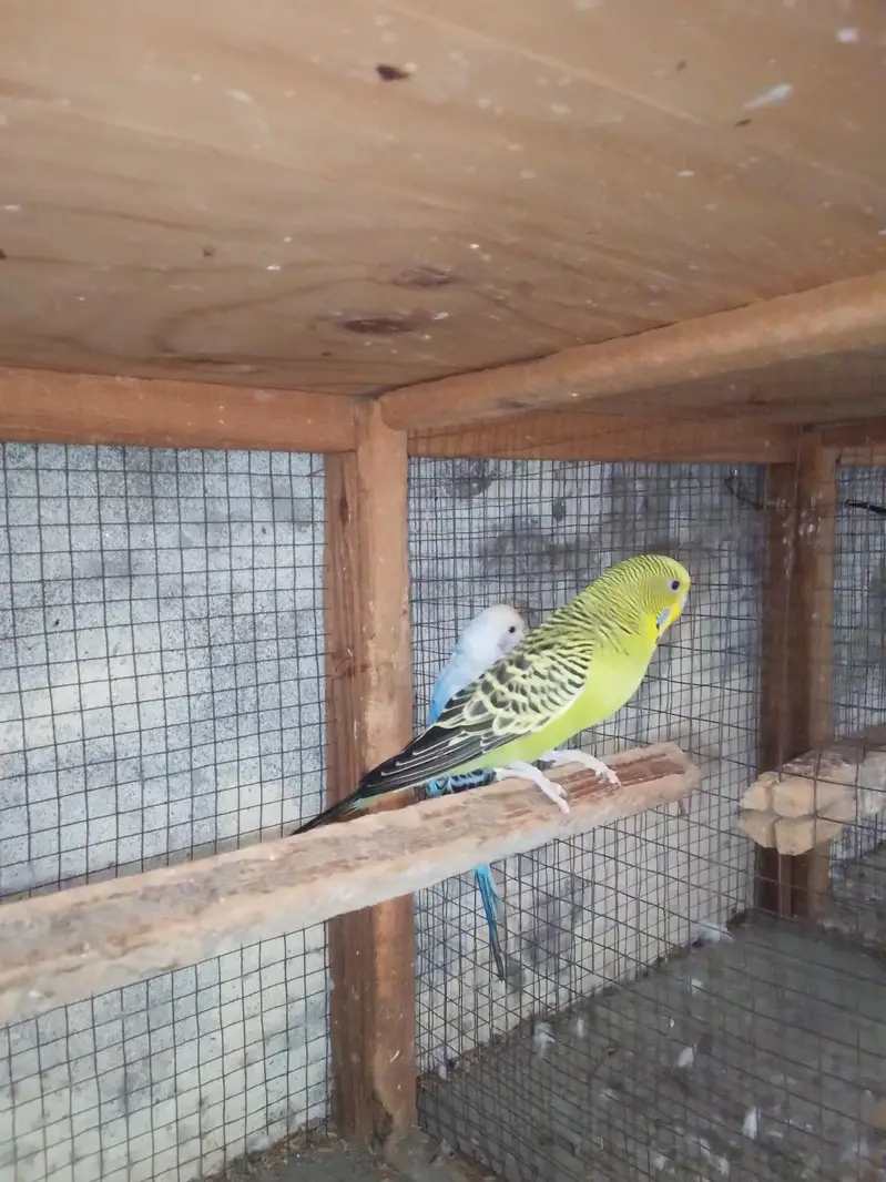 split black face breeder pair — photo 4