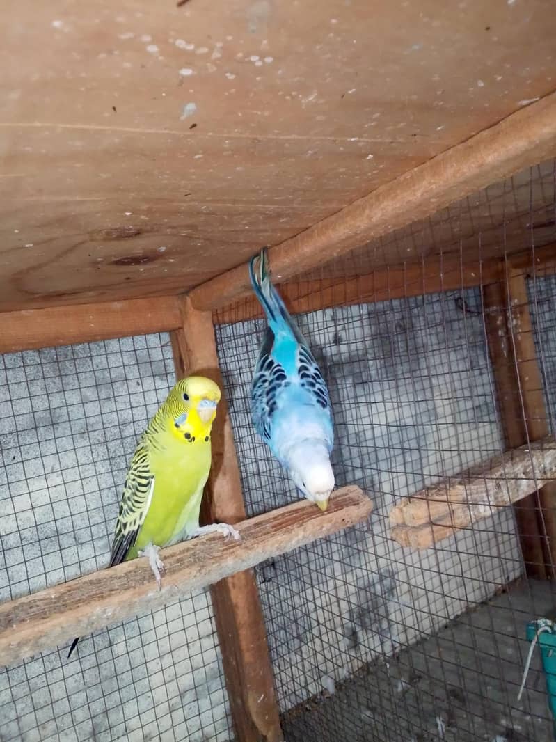 split black face breeder pair 4