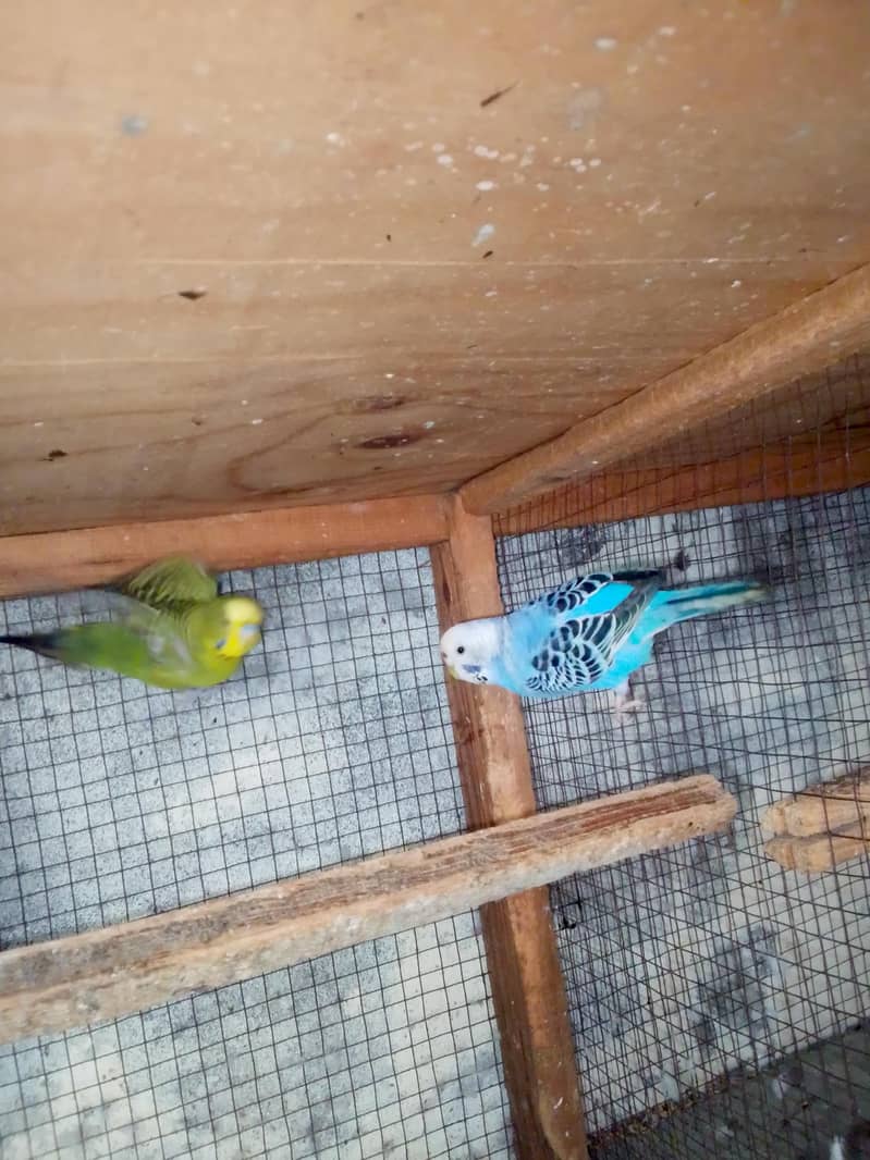 split black face breeder pair 5
