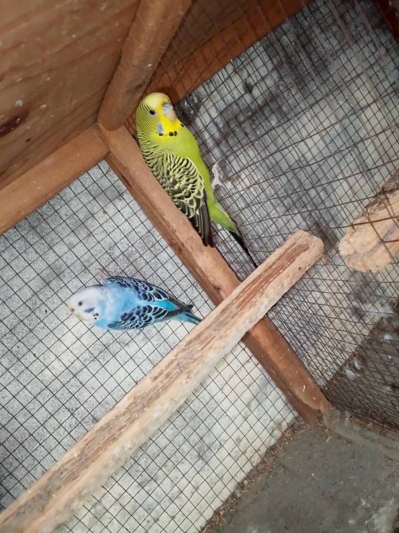 split black face breeder pair 6