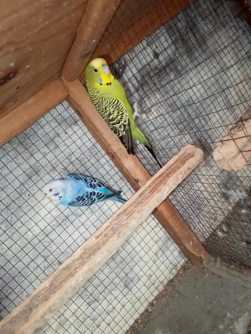 split black face breeder pair — photo 7