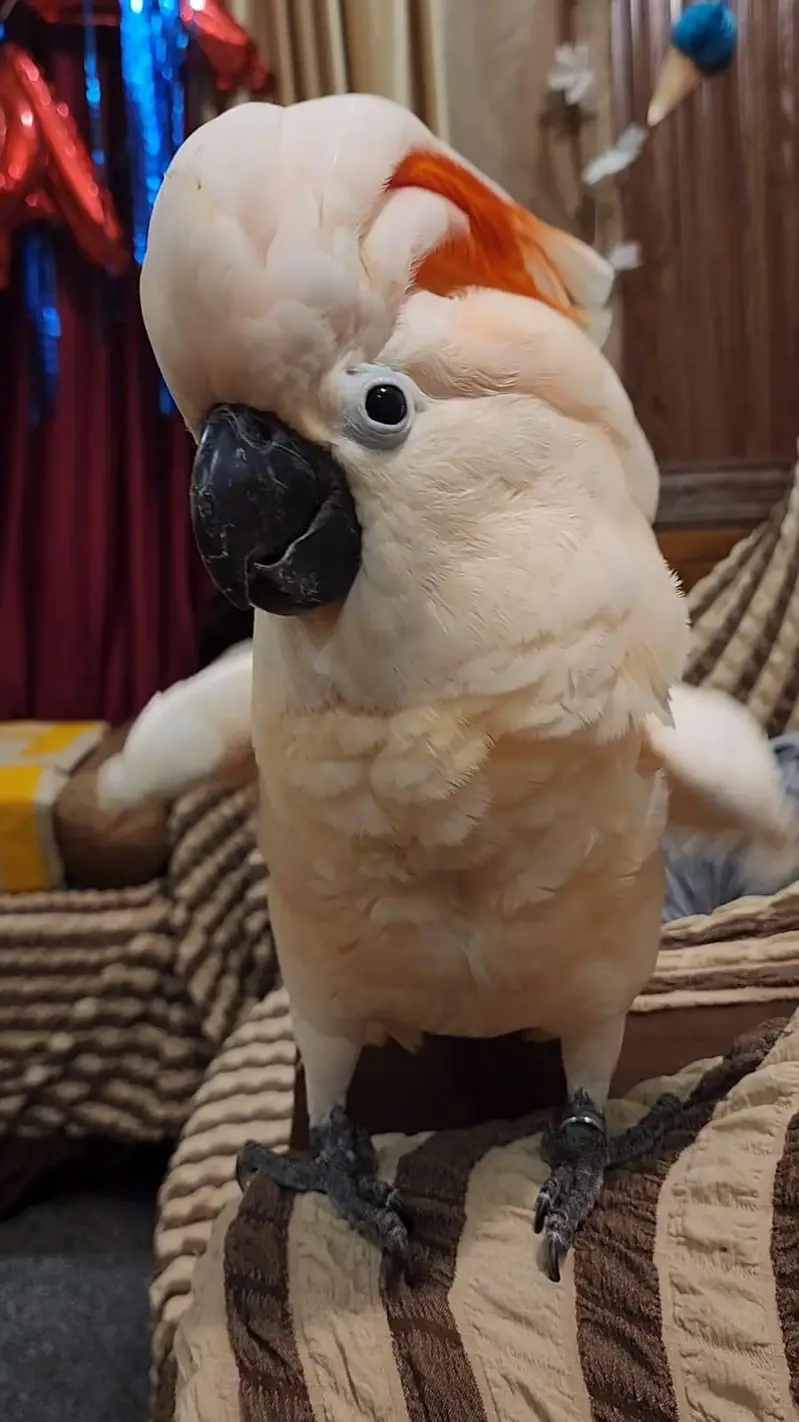 Moluccane cocakto parrot 03418561122 — photo 2