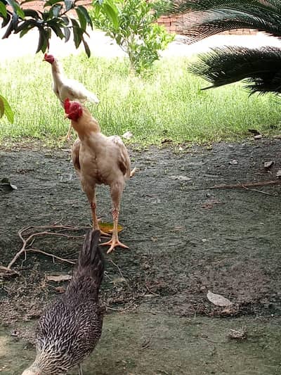 different age pure breed 2 breeder male and three chicks 4month age