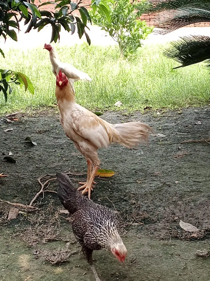 different age pure breed 2 breeder male and three chicks 4month age — photo 2