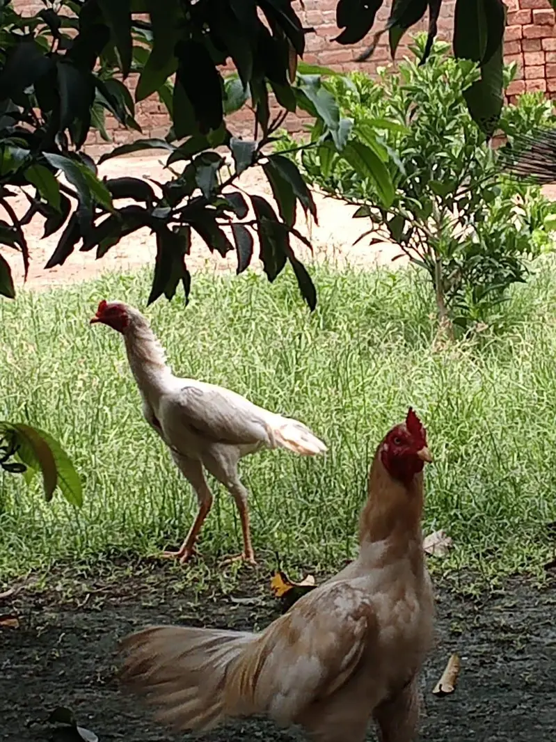 different age pure breed 2 breeder male and three chicks 4month age — photo 3
