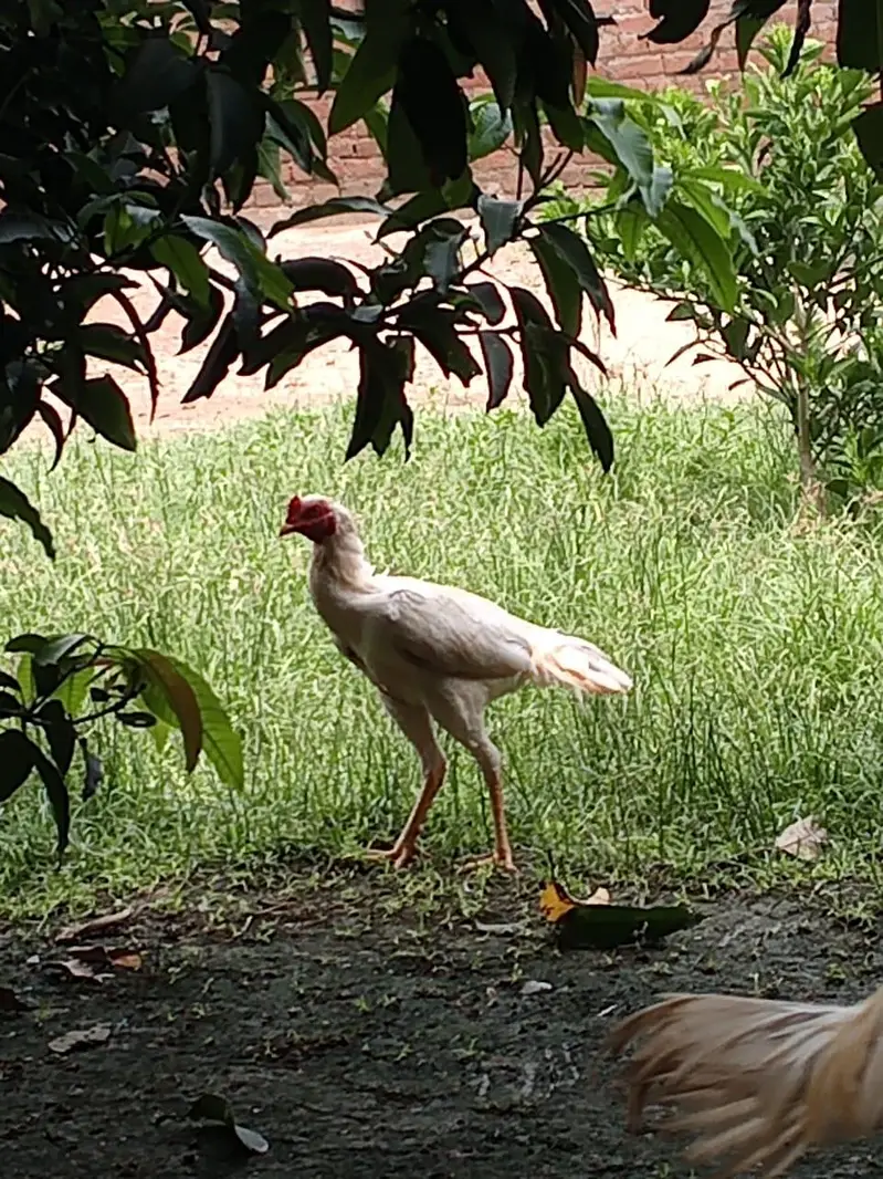 different age pure breed 2 breeder male and three chicks 4month age — photo 4