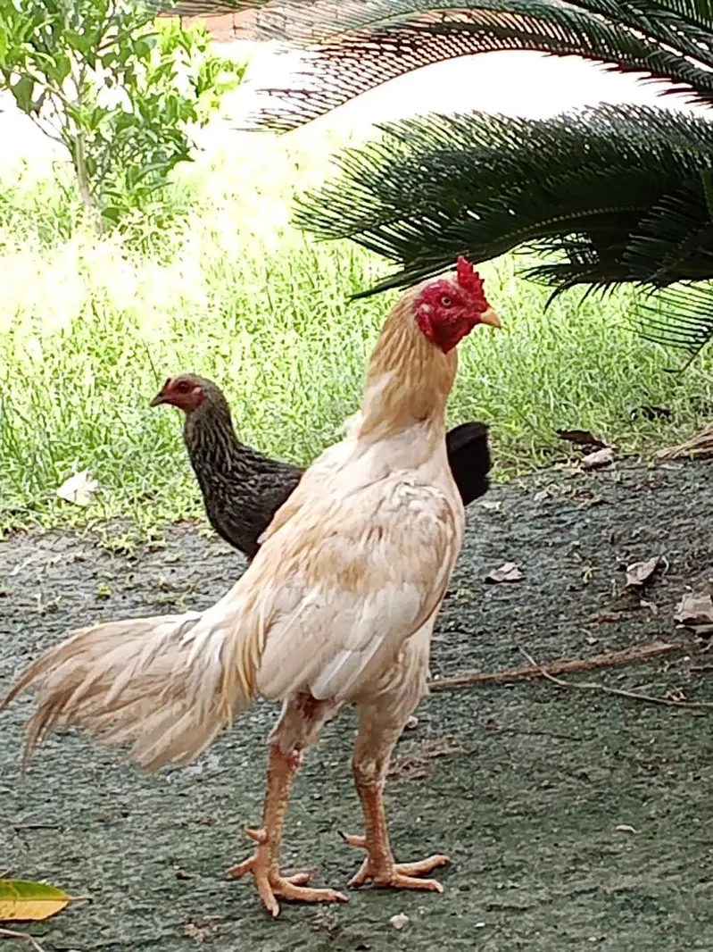 different age pure breed 2 breeder male and three chicks 4month age — photo 5